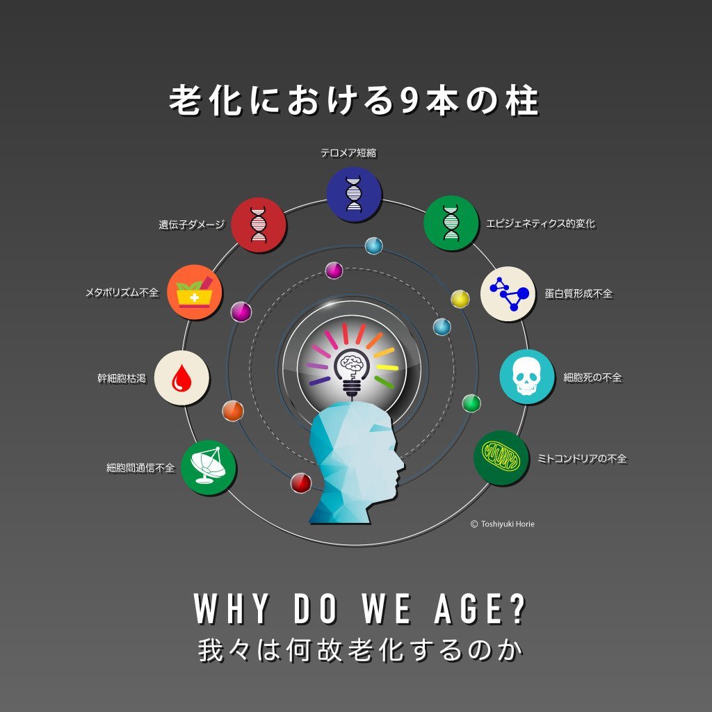 我々は何故老化するのか? 1Muscle.com