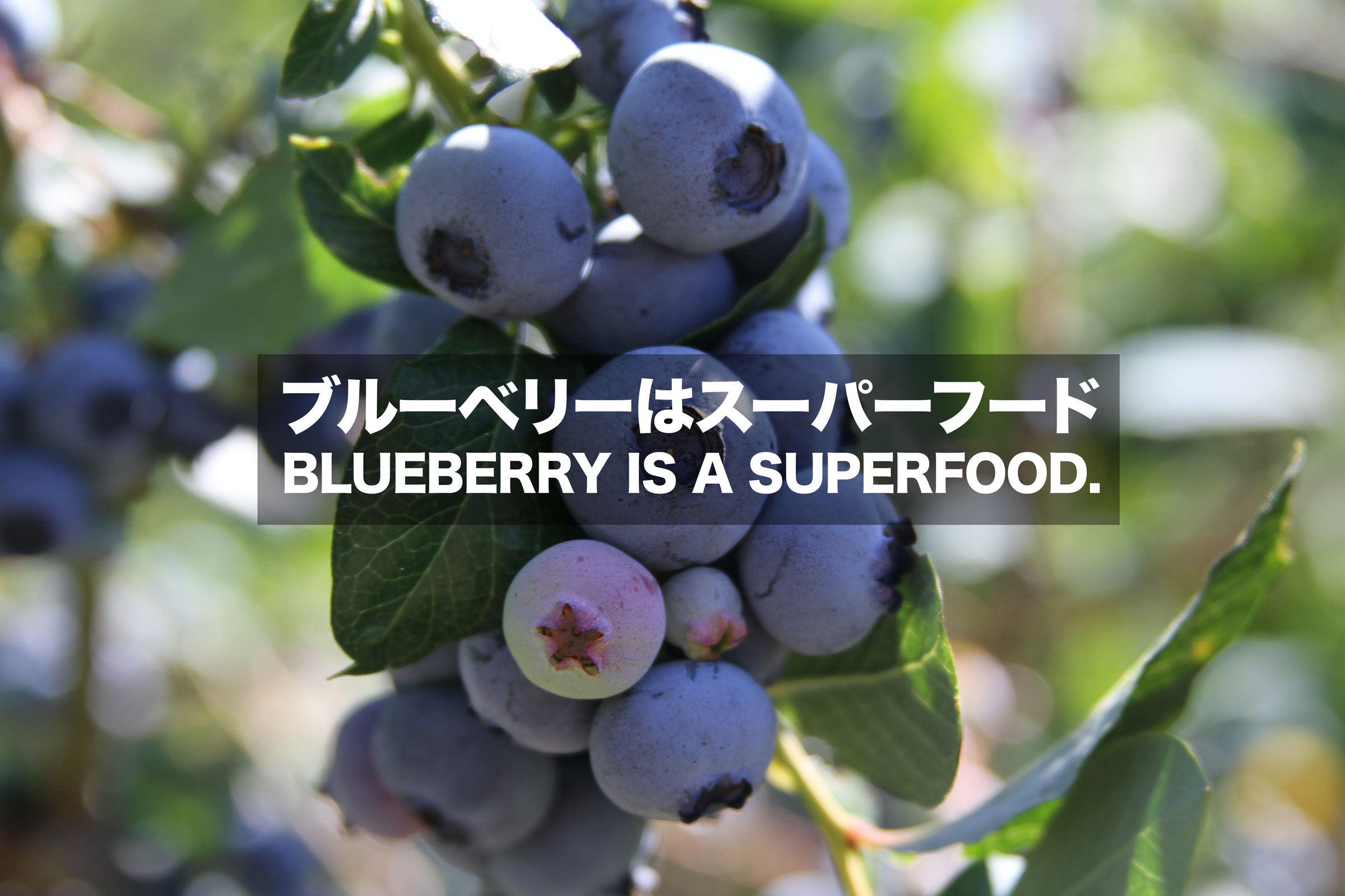 ブルーベリー スーパー フード